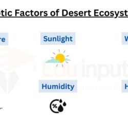 Biotic factors of the desert biome