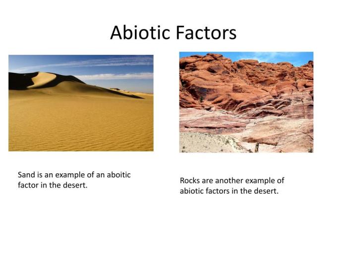 Biotic factors of the desert biome