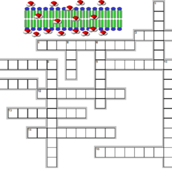 Diffusion and osmosis crossword puzzle