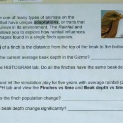 Student exploration rainfall and bird beaks