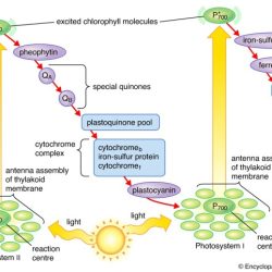 Process oxygen which describe photosynthesis forest releases carbon plants dioxide during produce use forests science used question