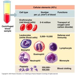 Blood hematocrit anemia vet veterinarian tube assistant veterinary tech medicine draw humor colors animals hematology animal students technician count cells