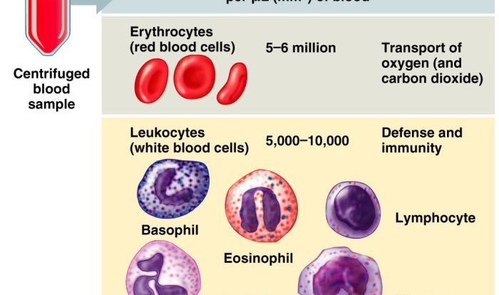 Blood hematocrit anemia vet veterinarian tube assistant veterinary tech medicine draw humor colors animals hematology animal students technician count cells